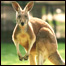 کانګرو