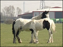 Kent horses