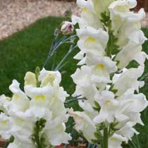 Antirrhinum 'White Wonder'
