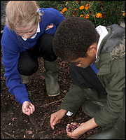 On the allotments with Shades of Black