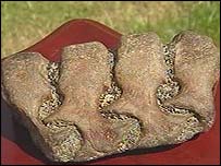 fóssil encontrado no Lago Ness