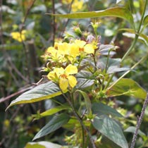 Lysimachia