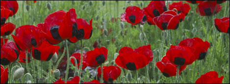 Poppies