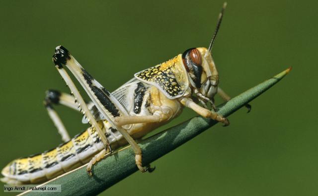 Locust (Image: Ingo Arndt / NPL)