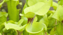 Sarracenia flava