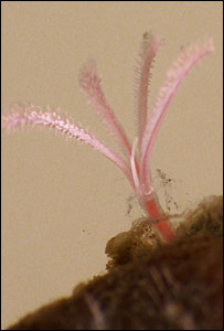 O verme descoberto por cientistas suecos se alimenta em ossos de baleia