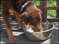 Dog drinking water