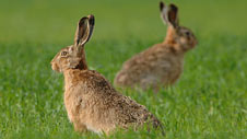 hares226x127.jpg