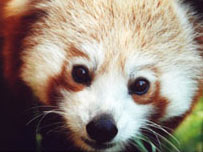 Red Panda