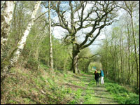 A walk in Walcot Wood