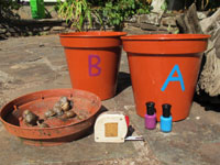 The equipment you will need, nail varnish, corrector fluid or waterproof paint in two colours, two containers with high sides (such as large plant pots or small buckets), some snails and a long tape measure.