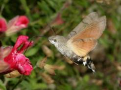 A Humming-Bird Hawk-Moth. © David Green 2007.