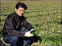 Sadao Hara passou a colher espinafre para sustentar a família (Foto: Karina Almeida)