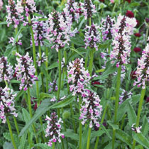 Stachys officinalis
