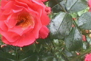 Norman won't harm a fly