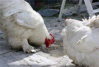 Dwy iâr Cochin yn pigo bwyd