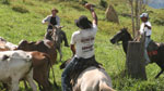 Cowboys in Altamira herding their cattle
