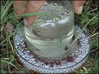 Abelha é treinada na Croácia