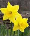 Daffodils