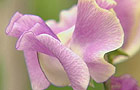 Sweet pea
