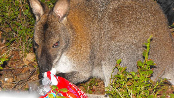 ...even going so far as helping themselves to some of Alastair's marshmallows!