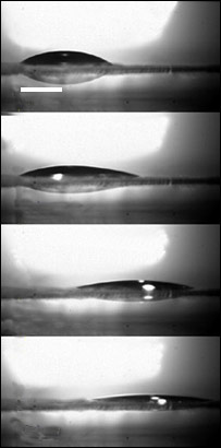 Foto publicada na revista Nature sobre a experiência em Edimburgo 