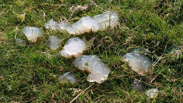 Jelly like substance on grass