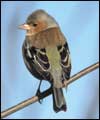 Chaffinch larger image and birdsong 
