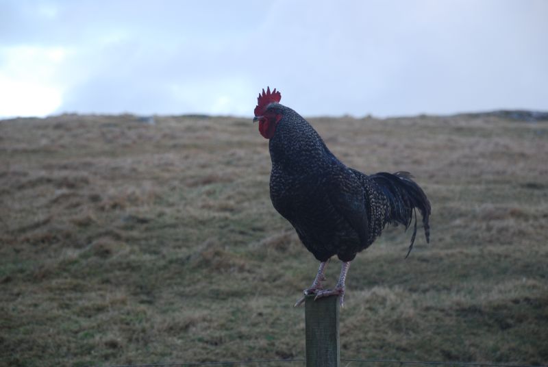 What a load of Cock A Doodle 