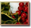 Winter Berry