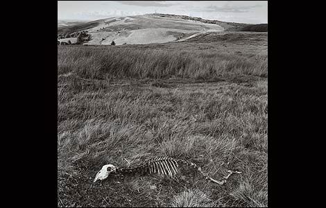 Dead sheep, Brown Clee Picture by Simon Denison
