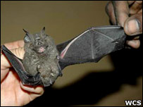 Também foi descoberta uma nova espécie de morcego. Foto: Andrew Plumptree, WCS