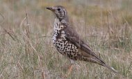 Mistle Thrush, copyright owned by Blueskybirds.co.uk