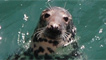 grey seal