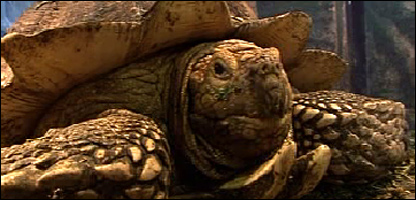 提早结束冬眠的乌龟