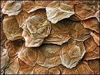 سلولهای پوست