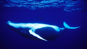 Yves Lefevre and Humpback Whale by Biosphoto