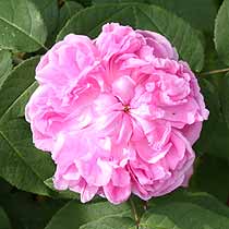 Rosa 'Marchesa Borcella'