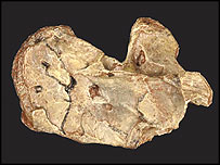 استخوان بازوی 365 ميليون ساله