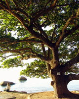 Figure sits under a tree thinking