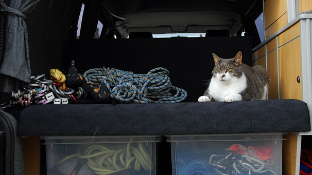 Cat sleeping in a van, photo courtesy of Nick Strange