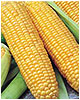 sweetcorn
