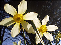 Spring-time daffodils in Dorset