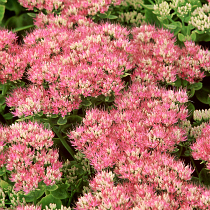 Sedum spectabile 'Brilliant'