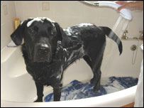 Guide Dog Moby taking a bath