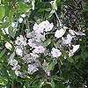 Rosa 'Rambling Rector'