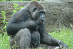 Western lowland gorilla