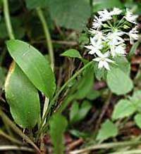 Wild Garlic (or Ramsons) 