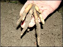 जड़ी-बूटी