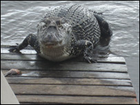 Crocodilo em Iwokrama (foto: Daniel Gallas/BBC)
